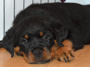 Rose at 6 weeks old