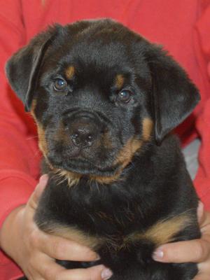 Nero at 7 weeks