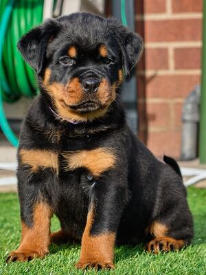 Iris (Torsite Nike) 6 weeks old