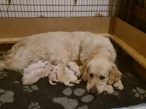 Martha and puppies