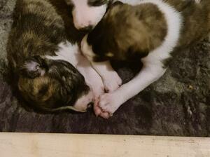 Puppies three weeks old