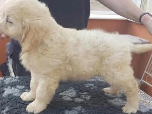 Dog puppy