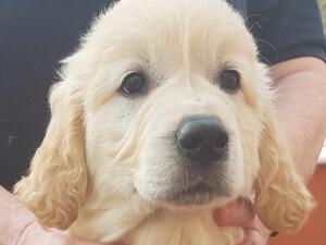 Dog puppy
