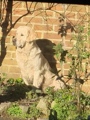Martha in the garden