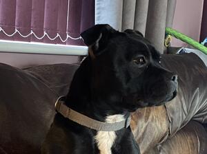 Bo
