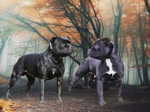 Dodge & Bo