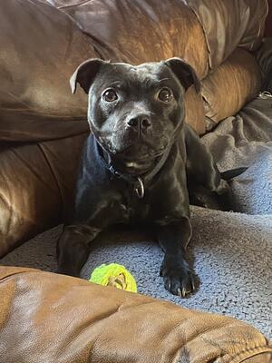 Penny
