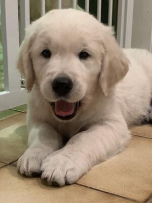 7 weeks