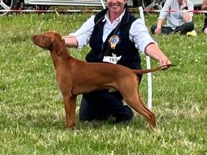FCI Int Junior Ch & Lux JCH & Belgian JCH