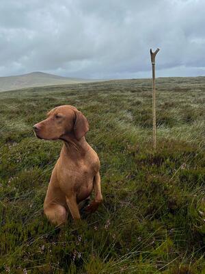 Gus....Scottish Moor 2024