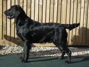Riverglide Black Frankel