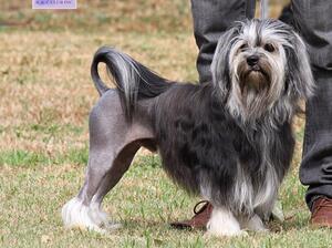 Aus Ch Jadechar Ready To Roar