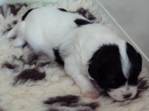Baby Girl 2 weeks old