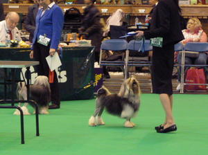 Crufts 2016