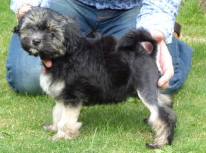 Cha Cha at 7 weeks
