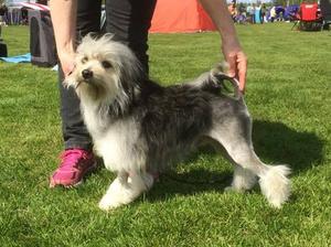 Winning at his first show in Sweden age 10 months