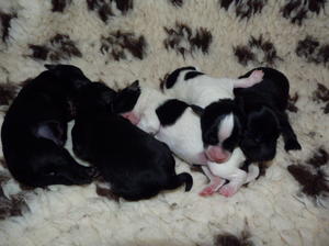 Newborns