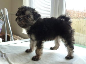 Puppy 8 weeks