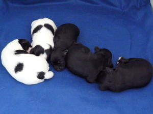 newborn