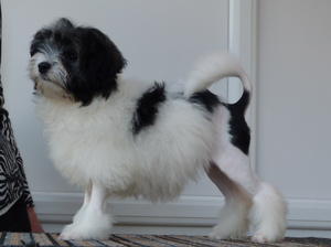 A young Tempie