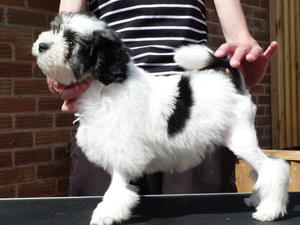 Legend at 8 weeks