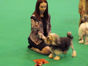 Crufts 2016
