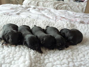 1 week old