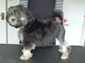 10 weeks old