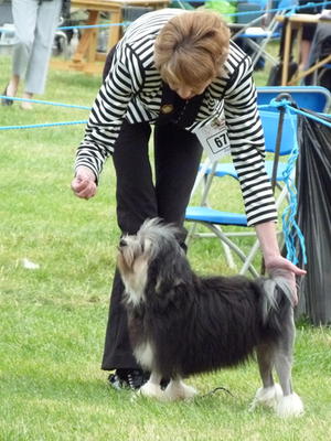 Broevans Mark Of The Hero Best Dog Age 6 months