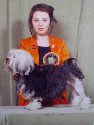 Reserve CC Lowchen Club Show 2011