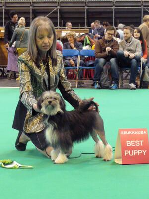 Best Puppy In Breed Crufts 2017
