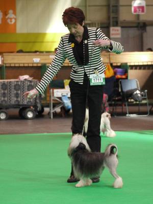 Gloria At Crufts 2012