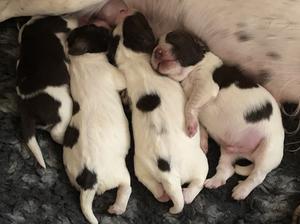 Pup 2