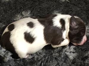 Pup 3