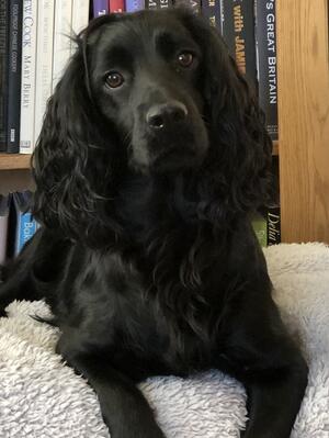 Cocker Spaniel - Little Pip Squeak