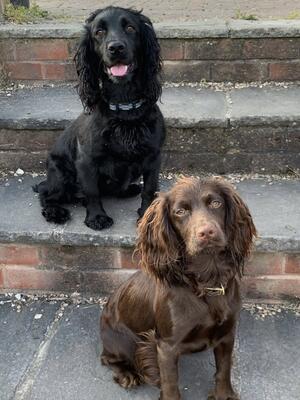 Cocker Girls