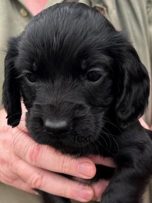 Cocker Pup