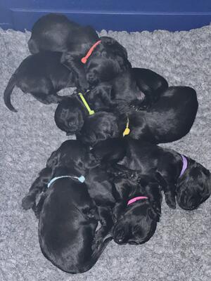 Cocker Pups