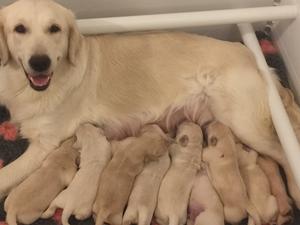 Winnie with her babies
