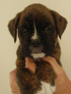 boxer breeders yorkshire