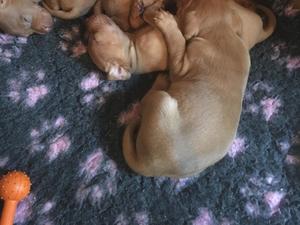 Puppies