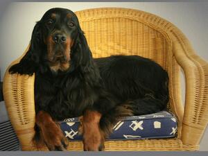 Dt Ch Laurelhach Moviestar