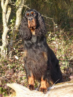 Remy