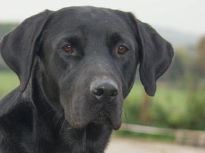 Leaworthy Samuel of Gospelash