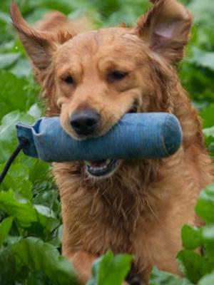 Ebble (Gospelash High Time