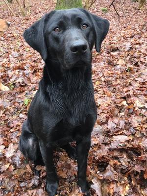 Mabel (Minstead Summer)