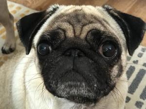 ROSIE