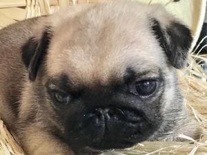 Rosemoorpugs Chin Chin Star