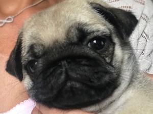 Rosemoorpugs