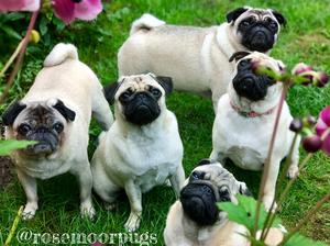 ROSEMOORPUGS
